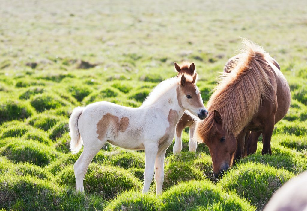 Icelandic horse with her colt. Iceland, Europe.